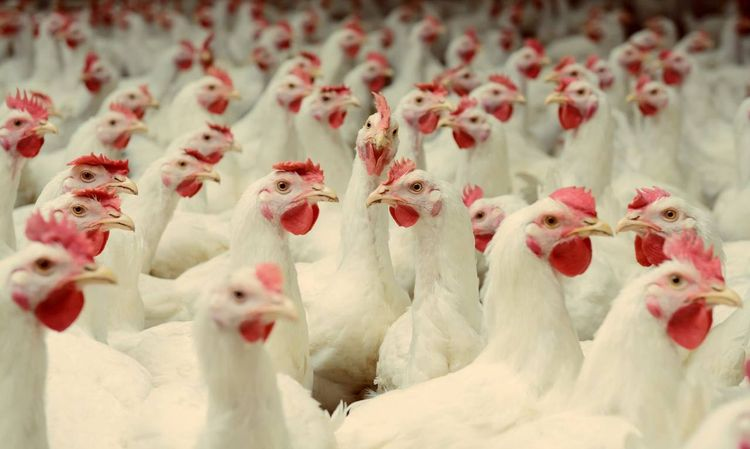 На «Лениногорской птицефабрике» в Татарстане произошла вспышка гриппа птиц. На предприятии содержалось 223 тыс. кур, они будут уничтожены. В радиусе 5 км введен карантин. На сайте птицефабрики говорится, что она выпускает 65 млн яиц в год.